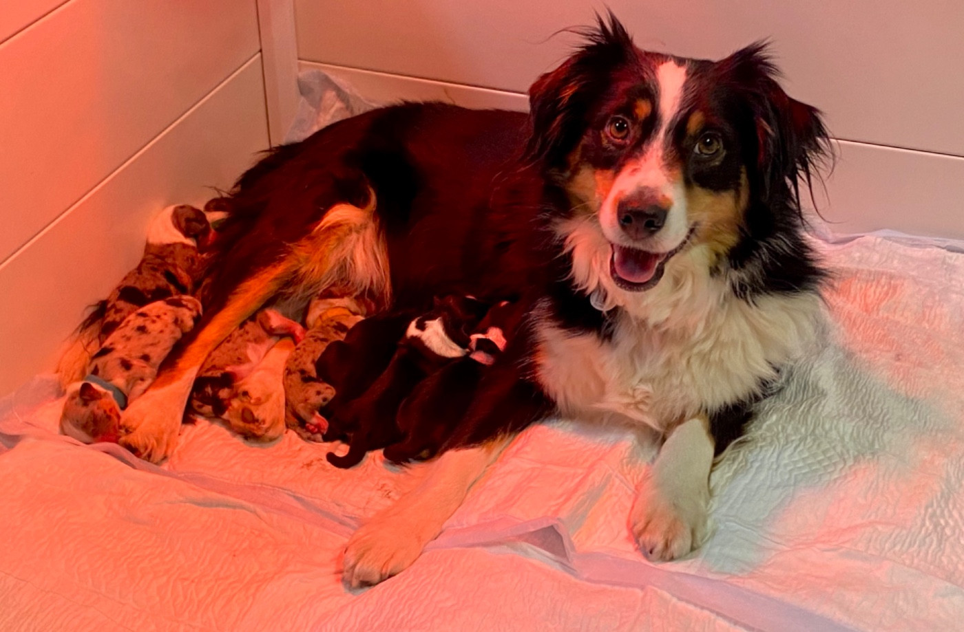 Chiot Berger Américain Miniature  Des Champs De Moleghem