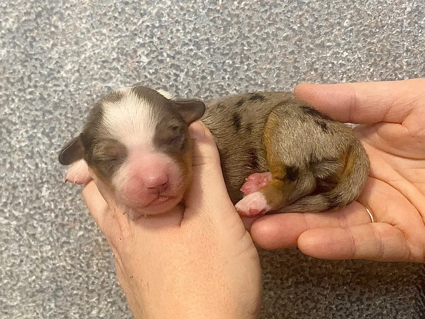 Des Champs De Moleghem - Chiots disponibles - Berger Américain Miniature 