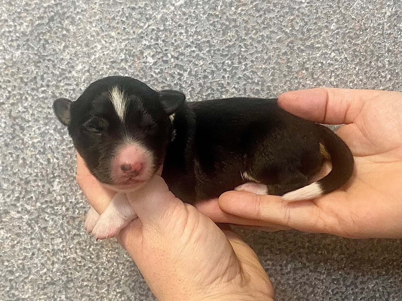 Des Champs De Moleghem - Chiots disponibles - Berger Américain Miniature 