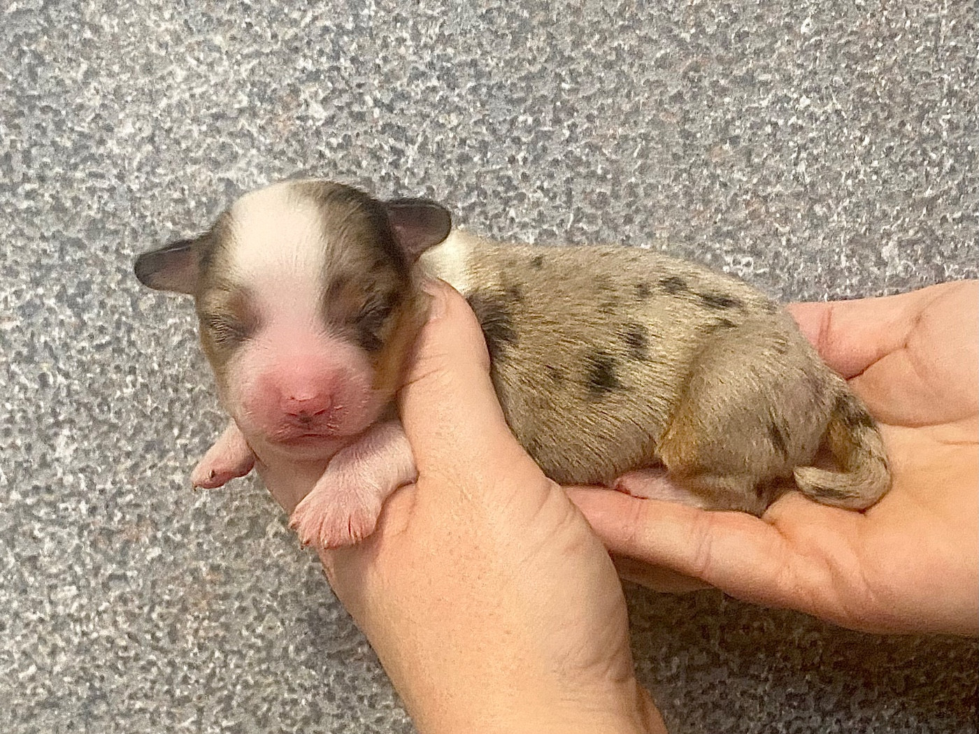 Des Champs De Moleghem - Chiots disponibles - Berger Américain Miniature 