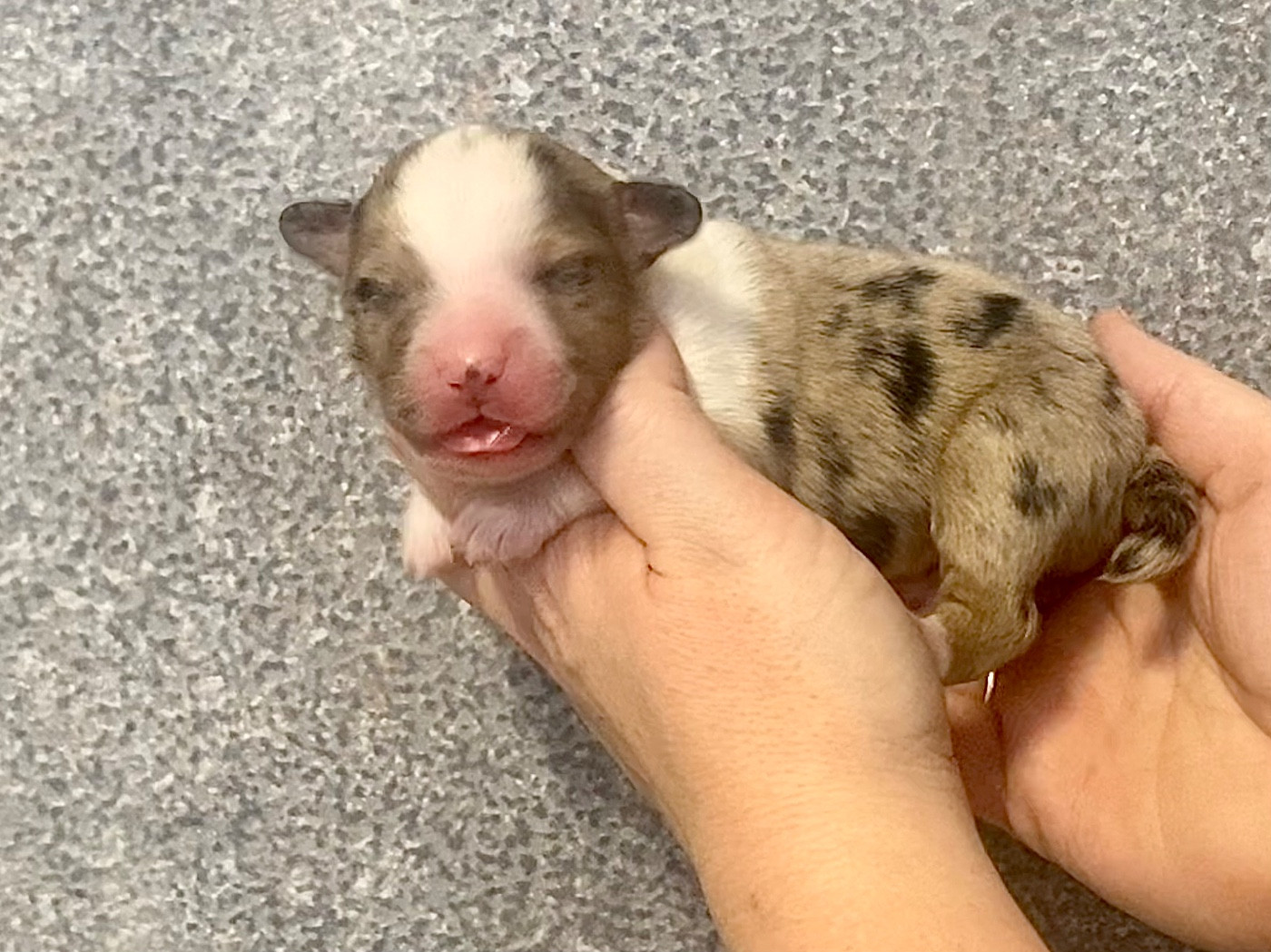 Des Champs De Moleghem - Chiots disponibles - Berger Américain Miniature 