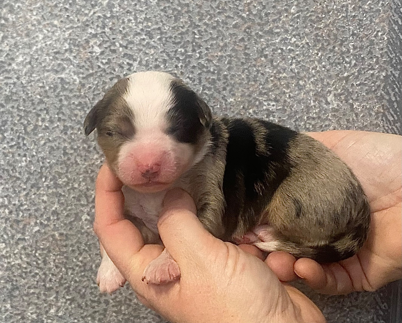 Des Champs De Moleghem - Chiots disponibles - Berger Américain Miniature 