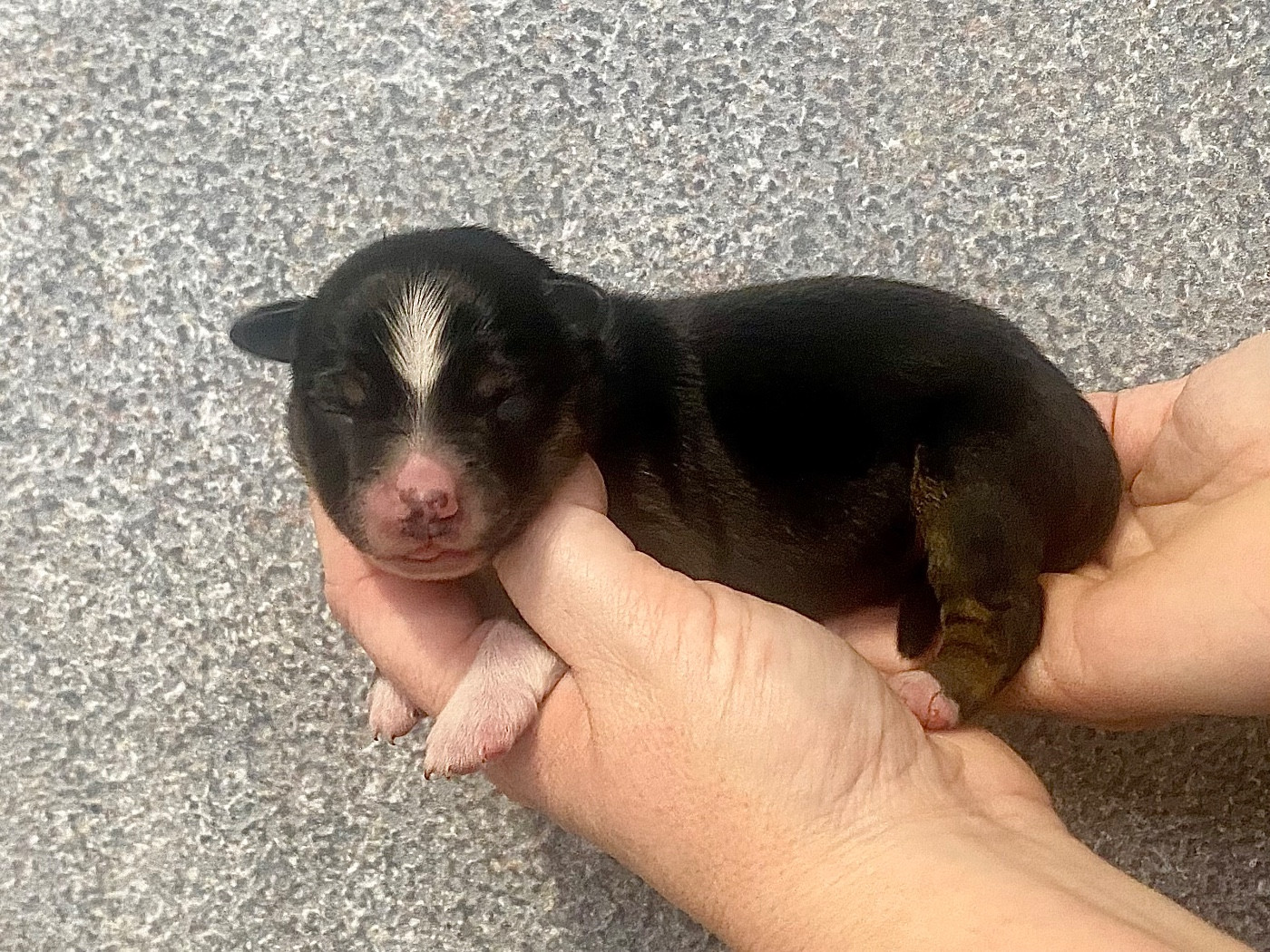 Des Champs De Moleghem - Chiots disponibles - Berger Américain Miniature 