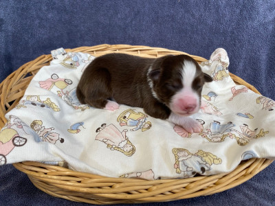Biscuit